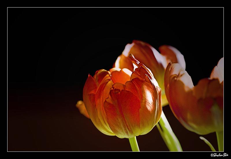 5054765.jpg - Aufgenommmen mit einen Baustrahler als einzige Beleuchtung.