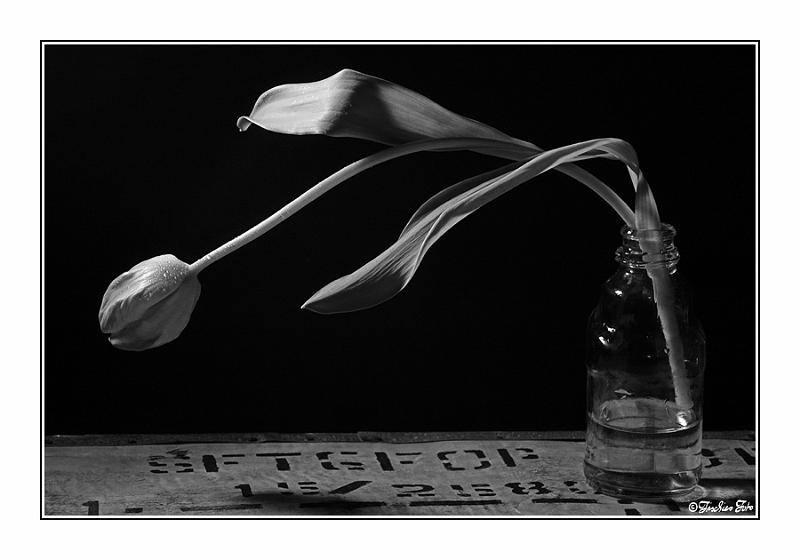 5165119.jpg - Aufgenommmen mit einen Baustrahler als einzige Beleuchtung.