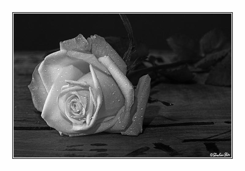 5165137.jpg - Aufgenommmen mit einen Baustrahler als einzige Beleuchtung.