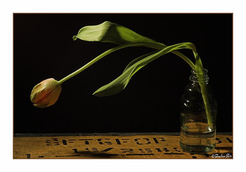 5165621.jpg - Aufgenommmen mit einen Baustrahler als einzige Beleuchtung.