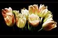 DSC_3796_tulpenstraus