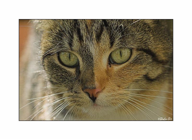 5090266.jpg - Nachbars Katze