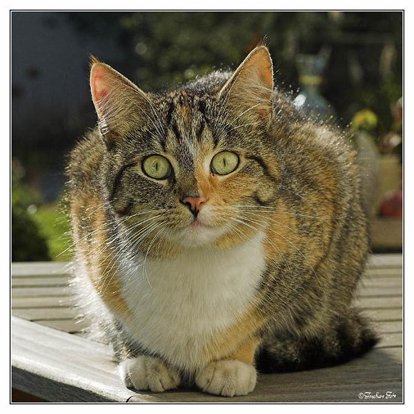 5090274.jpg - Nachbars Katze