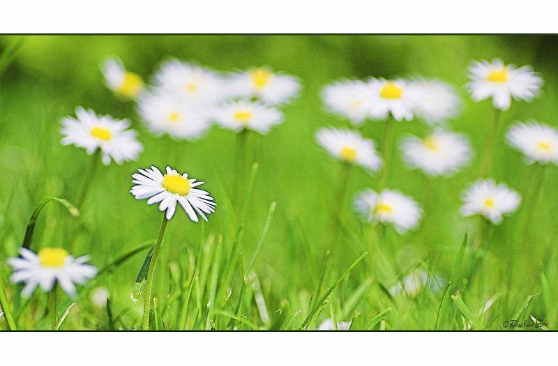 5617920.jpg - Sommerwiese