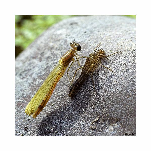 5697379.jpg - Eine Libelle kurz nach dem Kleiderwechsel.